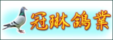 冠琳鴿業 冠琳鴿業
