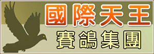 國際天王賽鴿集團